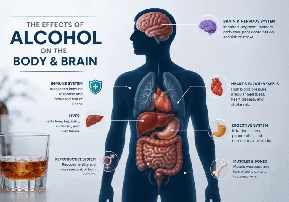 Effects of alcohol on the body and brain, including the brain, heart, liver, digestive system, and immune system.